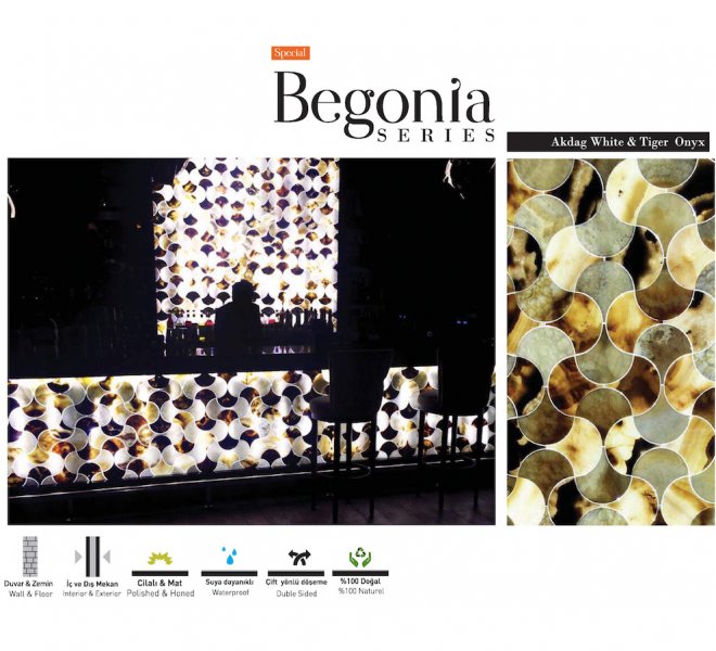 begonia -1