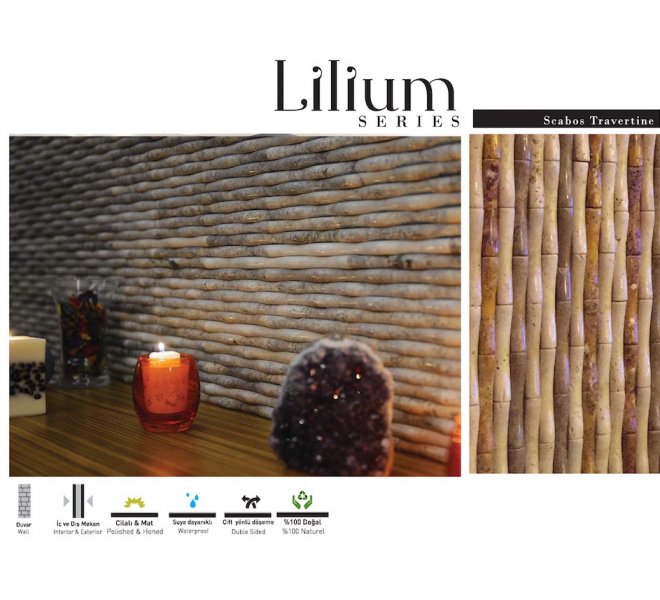 lilium -1